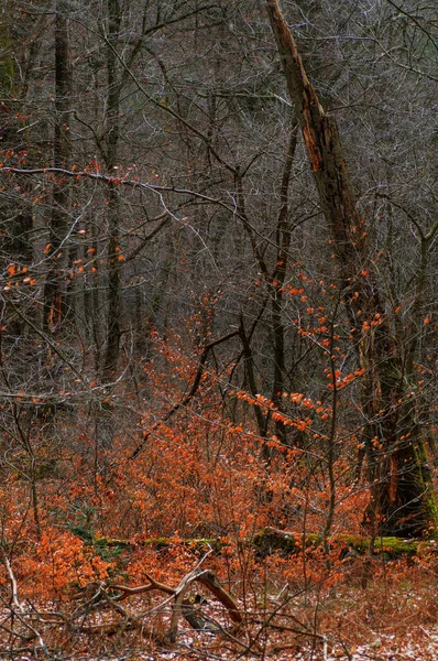 Осенний Лес Опавшими Деревьями Красными Листьями Вечернем Свете — стоковое фото