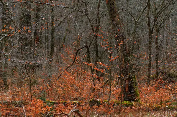 Őszi Erdő Fákkal Lehullott Levelekkel Földön Szelektív Fókusz — Stock Fotó