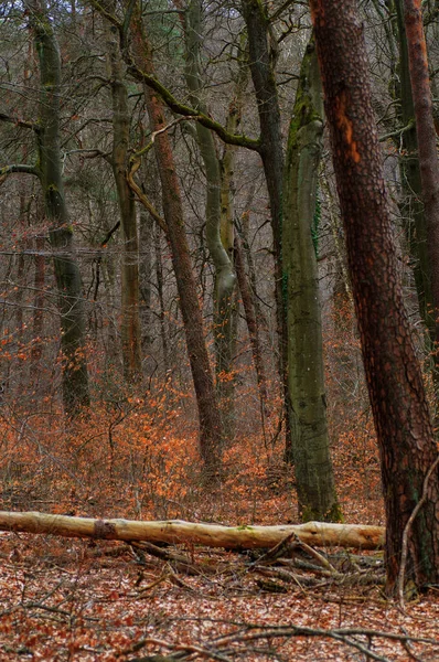 Ősz Erdőben Lehullott Fák Erdőben Őszi Tájkép — Stock Fotó