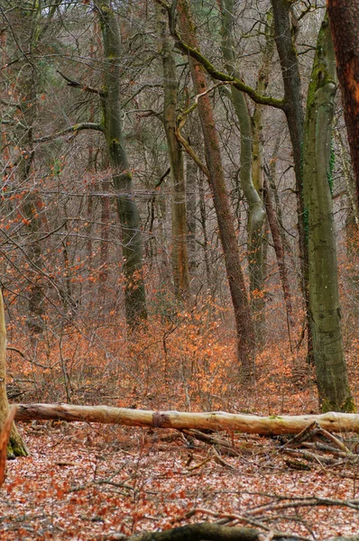 Höstskog Med Fallna Löv Och Trädstammar Förgrunden — Stockfoto