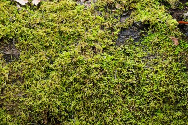 Yaşlı bir ağacın kabuğunda yeşil yosun. Yosun arkaplanı.