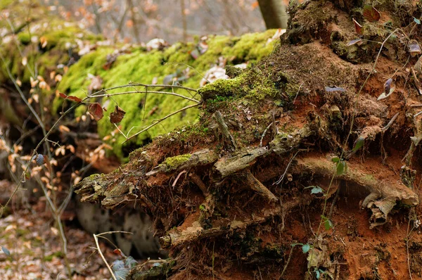 Muschio Albero Caduto Nella Foresta Primo Piano — Foto Stock