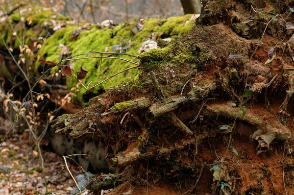 Öreg Rothadt Fatönk Zöld Mohával Borítva Őszi Erdőben — Stock Fotó