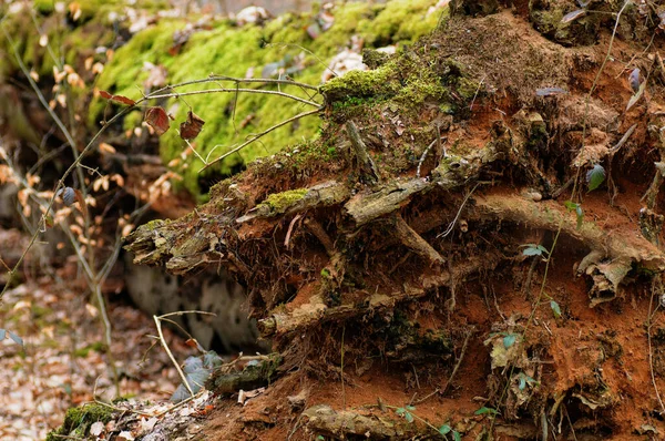 Padlý Kmen Stromu Mechem Lišejníkem Lese — Stock fotografie