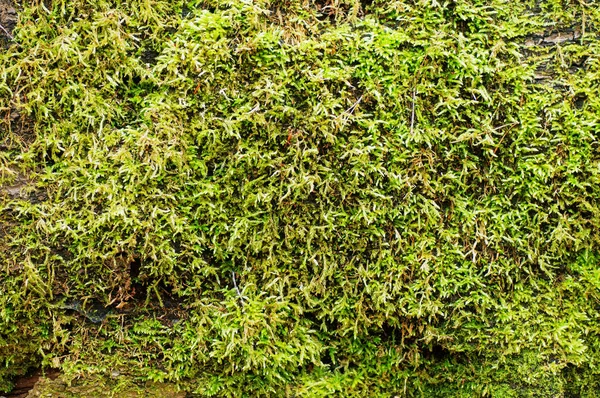 stock image Green moss on a tree trunk. Moss texture background. Moss background.