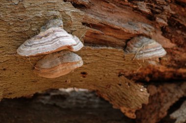 Ganoderma Lucidum - Ling zhi mantarı eski bir ağaçta yetişiyor