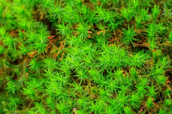 Grünes Moos Wald Aus Nächster Nähe Hintergrund Natur — Stockfoto