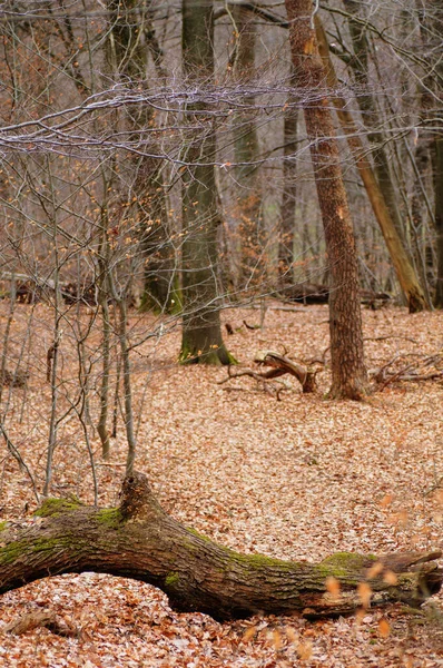 Stare Buki Lesie Jesienią Naturalne Sezonowe Tło — Zdjęcie stockowe