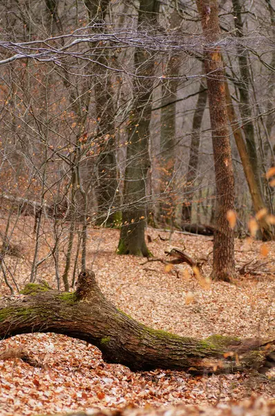 Δέντρα Στο Δάσος Χειμώνα Πεσμένα Φύλλα Και Κλαδιά — Φωτογραφία Αρχείου