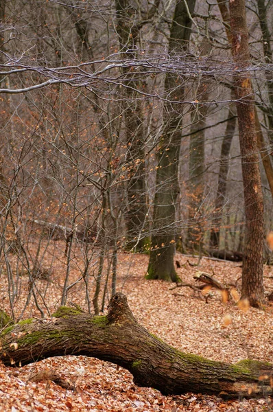 Bosque Otoñal Con Árboles Caídos Hojas Caídas Primer Plano —  Fotos de Stock