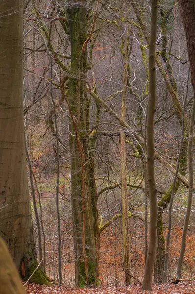 Höstskog Med Fallna Löv Och Trädstammar Förgrunden — Stockfoto