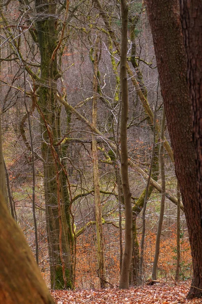 Upadłe Drzewo Lesie Opadłymi Liśćmi Gałęziami Jesienią — Zdjęcie stockowe