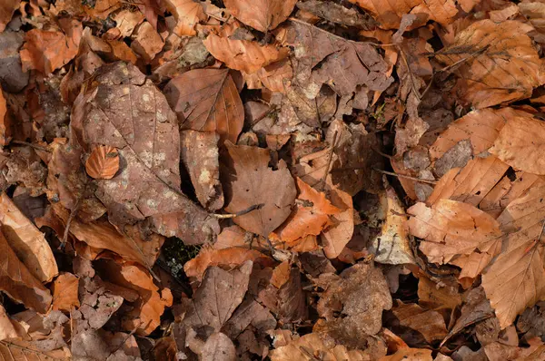 Падшие Листья Земле Лесу Осенний Фон — стоковое фото
