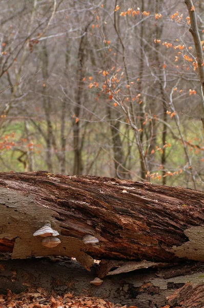 Mushrooms Growing Fallen Tree Woods Autumn Forest — Stock Photo, Image