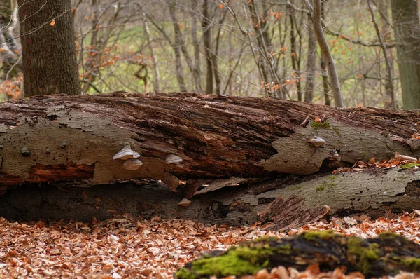 Funghi Che Crescono Albero Caduto Nel Bosco Foresta Autunnale — Foto Stock