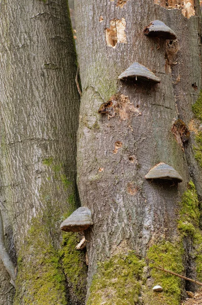 Setas Que Crecen Tronco Árbol Bosque — Foto de Stock