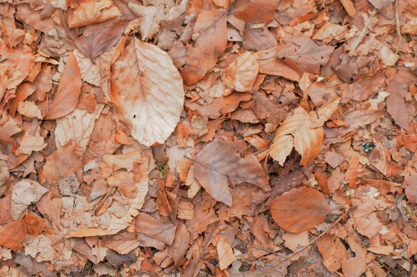 Падшие Осенние Листья Земле Лесу Осенний Фон — стоковое фото