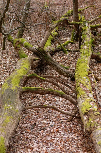 Velho Tronco Árvore Coberto Com Musgo Verde Floresta Foco Seletivo — Fotografia de Stock