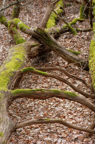 Кора Старого Дерева Зеленим Мохом Натуральний Фон Текстура Дизайну — стокове фото