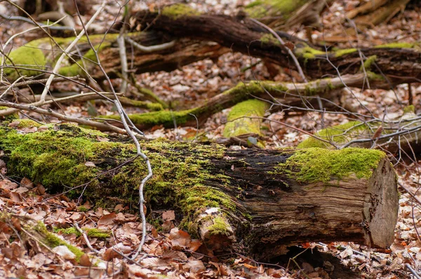Troncos Árvores Musgosas Floresta Fundo Natural — Fotografia de Stock