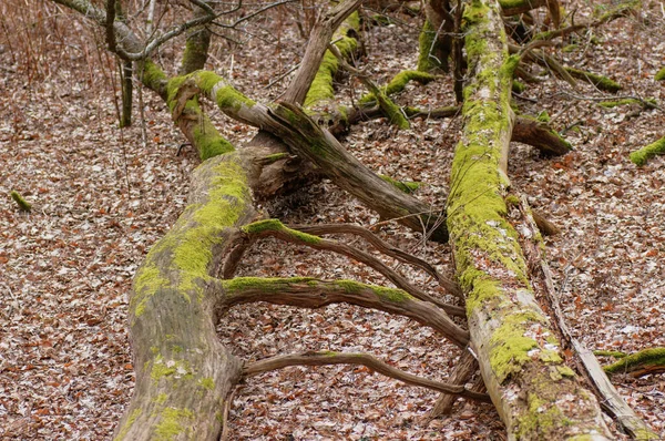 Velha Casca Árvore Com Musgo Líquen Close Fundo Natural — Fotografia de Stock