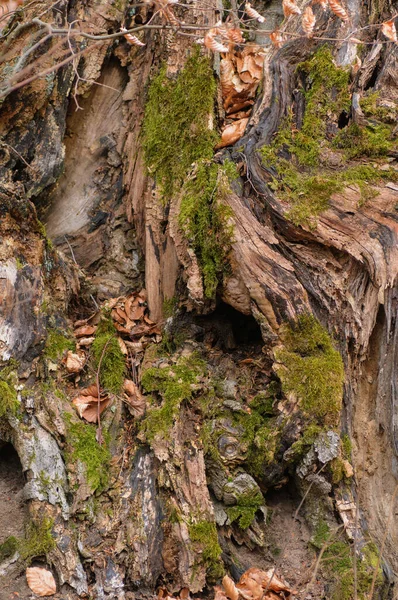 Πεσμένο Δέντρο Στο Δάσος Πεσμένο Δέντρο Στο Δάσος — Φωτογραφία Αρχείου