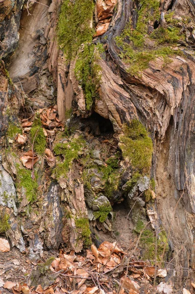 Kořeny Stromů Lese Mělká Hloubka Pole — Stock fotografie