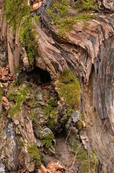 Starý Kmen Stromu Mechem Suchými Listy Jarním Lese — Stock fotografie