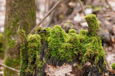 Ormandaki yaşlı kütük yeşil yosun ve düşen yapraklarla kaplı..