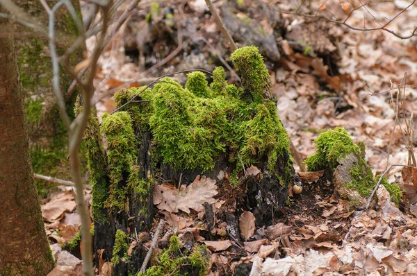 Ormandaki Bir Kütükte Yosun Sığ Alan Derinliği — Stok fotoğraf