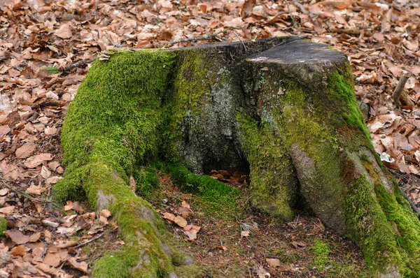 Mousse Verte Sur Une Souche Dans Forêt Concentration Sélective — Photo