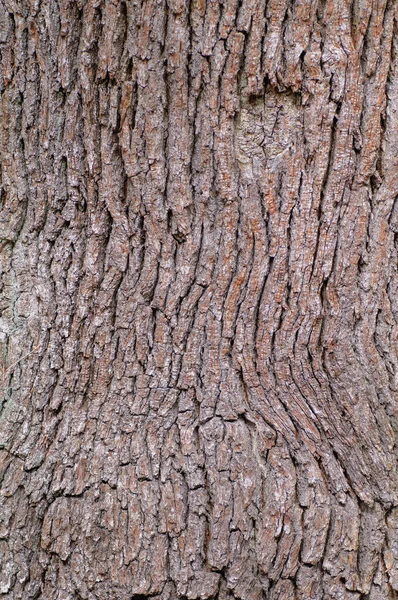 나무의 모양을 것이다 나무껍질의 — 스톡 사진