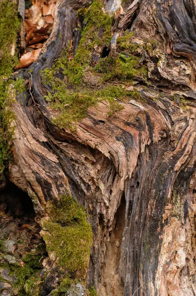Παλιός Κορμός Δέντρου Βρύα Και Λειχήνες Στο Δάσος Κλείστε — Φωτογραφία Αρχείου
