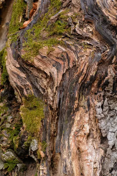 Struktura Kůry Starého Stromu Mechem Lišejníkem — Stock fotografie