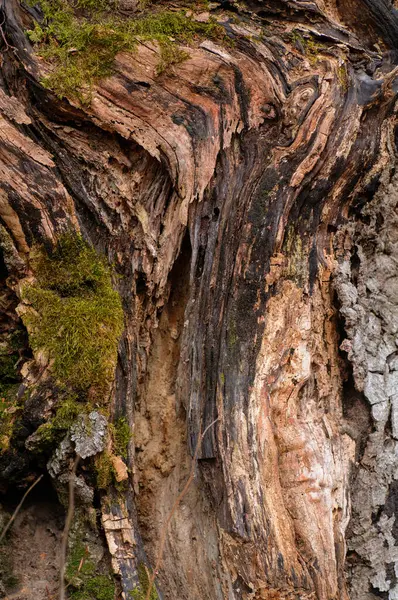 Stará Kůra Stromů Zeleným Mechem Lese Přírodní Pozadí — Stock fotografie
