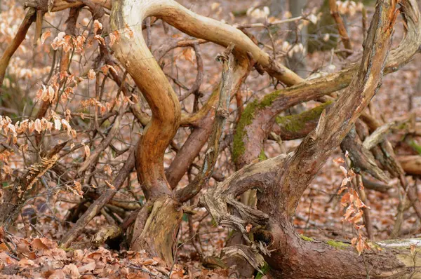 Régi Gyökerek Őszi Erdőben Szezonális Természeti Háttér — Stock Fotó