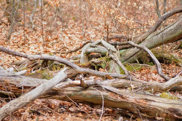 Albero Caduto Nella Foresta Primo Piano Dei Rami — Foto Stock