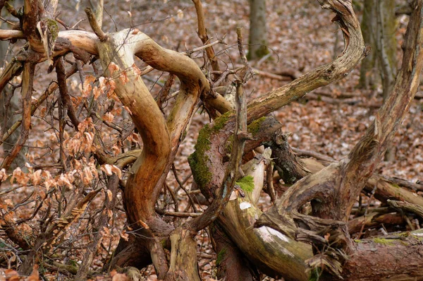 Sonbaharda Ormanda Devrilmiş Bir Ağaç Fotoğrafa Yakın Çekim — Stok fotoğraf