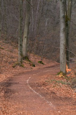 Ormanda sonbahar. Ormandan geçen yol. Sonbahar ormanı.