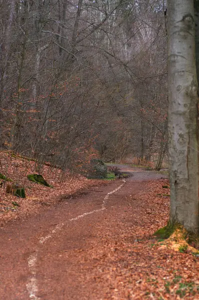 Ścieżka Jesiennym Lesie Opadłymi Liśćmi Ziemi Chodnikiem — Zdjęcie stockowe