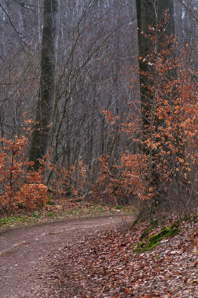 Jesienny Krajobraz Lesie Droga Lesie Jesienią — Zdjęcie stockowe