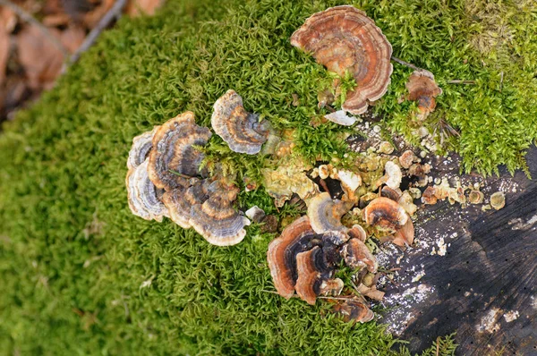 Мушром Линчжи Lingzhi Mushroom Масле — стоковое фото