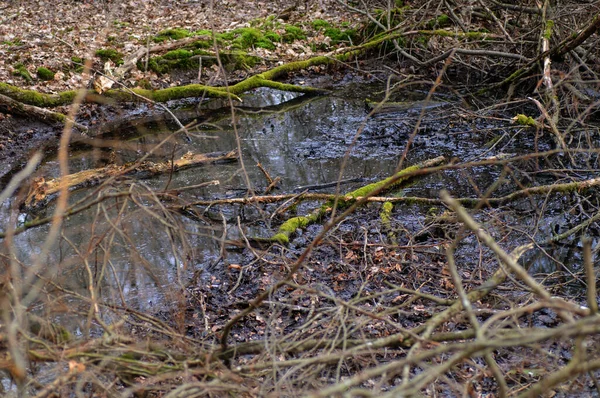 Printemps Dans Forêt Petit Ruisseau Traverse Forêt — Photo