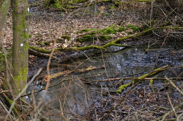 Une Petite Rivière Coule Dans Une Forêt Début Printemps Paysage — Photo