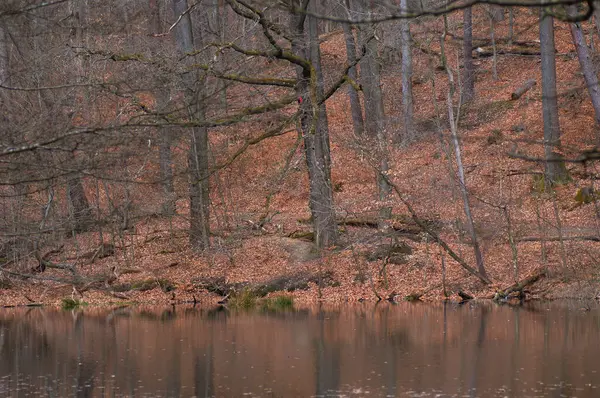 枯れ木や落ち葉で秋の森 自然背景 — ストック写真
