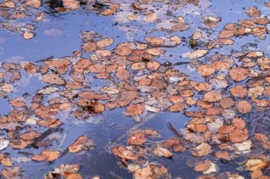 Sonbaharda yere düşen yapraklar, fotoğrafın yakın çekimi.