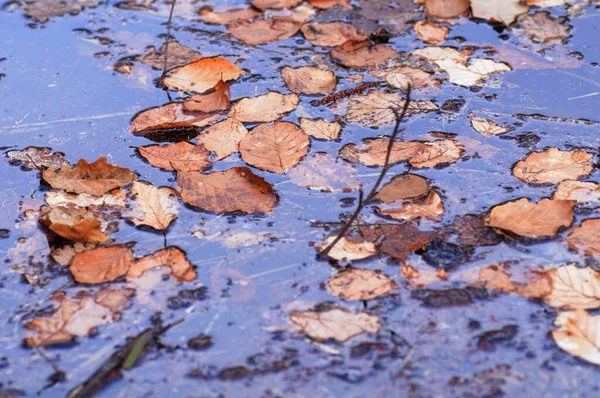 落叶在公园的水面上 拍照特写 — 图库照片