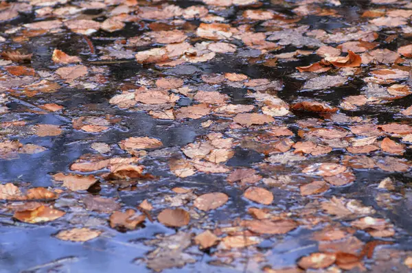 秋天在公园的水坑里落叶 — 图库照片