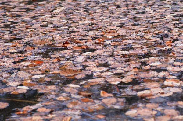 Lehullott Levelek Vízen Parkban Közeli Kép — Stock Fotó