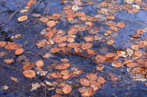プードルの秋の葉 クローズアップ — ストック写真